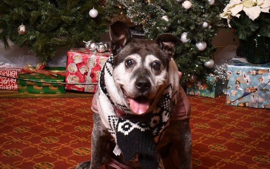 Holiday Pet & Family Photos